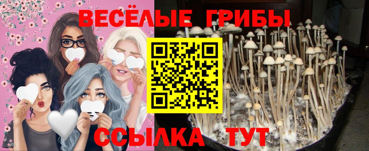 Галлюциногенные грибы ЛСД  Вход с VPN  Котлас  Галлюциногенные грибы Psilocybine cubensis 